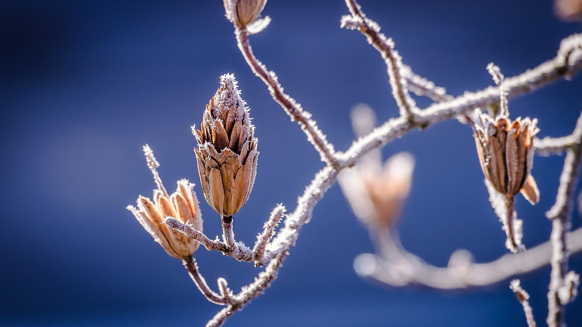 Symbolbild Winter: überfrorene Zweige mit Fruchtständen