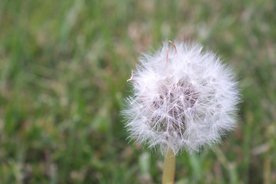 Pusteblume